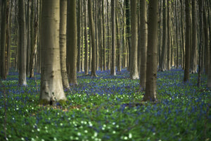 Bluebell Forest | Belgium